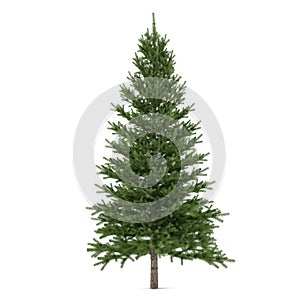 Tree isolated. Pinus fir-tree