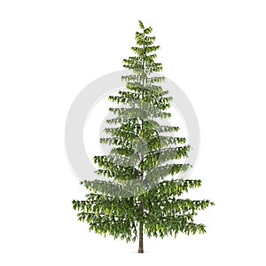 Tree isolated. Pinus fir-tree