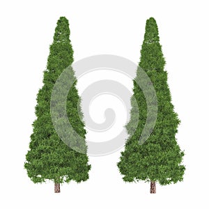 Tree isolated. Pinus fir-tree