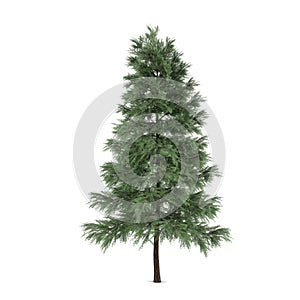 Tree isolated. Pinus sylvestris fir-tree