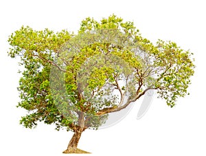 Tree isolated Syzygium cumini tree
