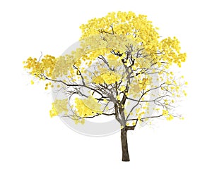 Tree isolated. Tabebuia chrysantha