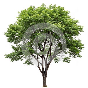 Tree on transparent background