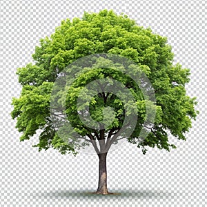 Tree isolated on transparent or white background