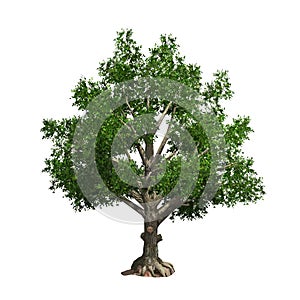 Tree isolated. Vector illustration