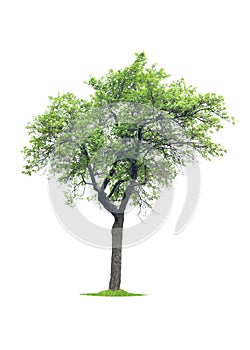 Tree isolated on white