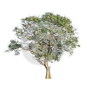 Tree on isolated white background