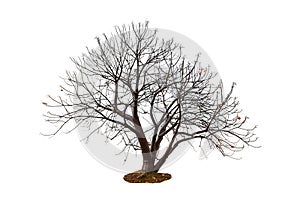 Tree isolated white background