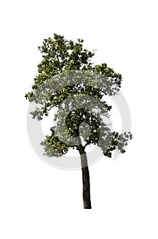 Tree isolated on the white background