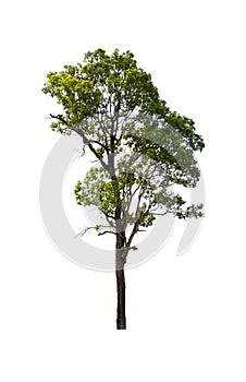 Tree isolated on the white background