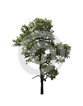 Tree isolated on the white background