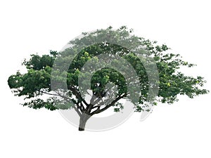 Tree isolated on white background