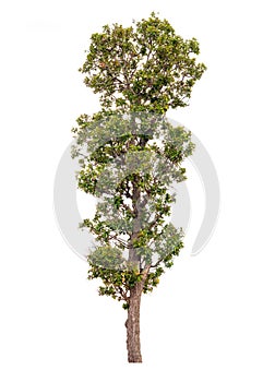 Tree isolated on white background