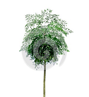 Tree isolated on white background with clipping path