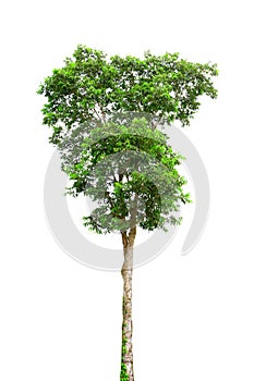 Tree isolated on white background with clipping path