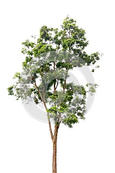 Tree isolated on white background with clipping path