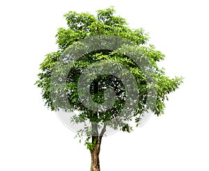 Tree isolated on white background with clipping path