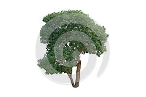 Tree isolated on a white background. with clipping path.