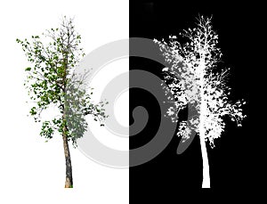 tree isolated on a white background with clipping path and alpha channel