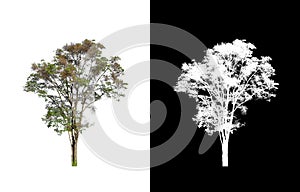 Tree isolated on a white background with clipping path and alpha channel