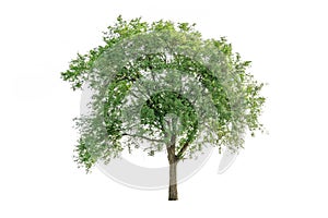Tree isolated on white background. Collection set of evergreen natural tropical ecology forest