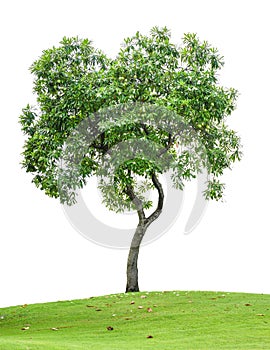 Tree isolated on white background with grass field