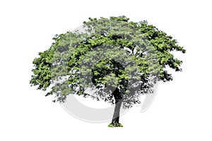 Tree isolated on white background