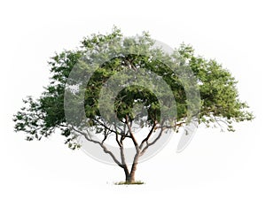 Tree isolated on white background high resolution for graphic decoration design parter photo