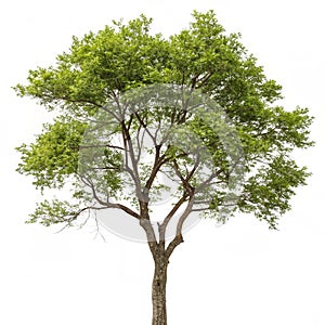 Tree isolated on white background