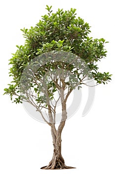 Tree isolated on white background photo