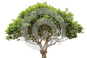Tree isolated on white background photo