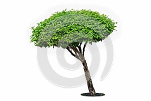 Tree isolated on white background. Its shrub is grown in a pot o