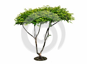Tree isolated on white background. Its shrub is grown in a pot o