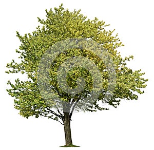 Cut out Tree. img