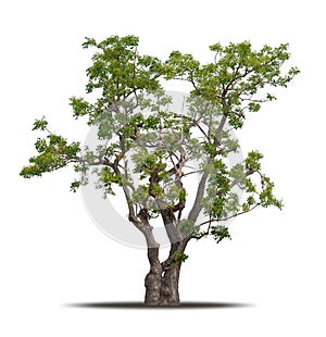 Tree isolated on white background realistic with shadow in high quality clipping mask, tropical tree used for advertising