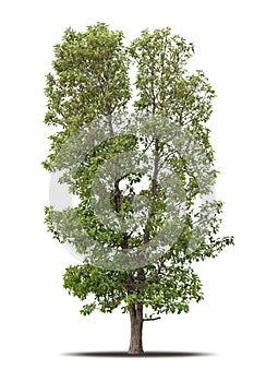 Tree isolated on white background realistic with shadow in high quality clipping mask, tropical tree used for advertising