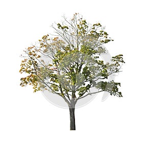 tree isolated on white background. single autumn tree isolated on white background.