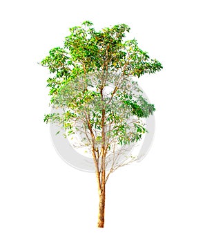 Tree isolated on white background.