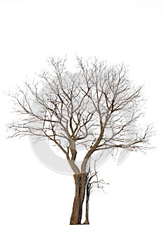 Tree isolated on white background.Tropical trees isolated used for design.