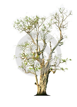 Tree isolated on white background.Tropical trees isolated used for design.