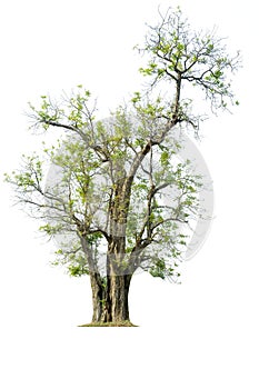 Tree isolated on white background.Tropical trees isolated used for design.