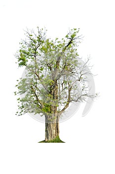 Tree isolated on white background.Tropical trees isolated used for design.