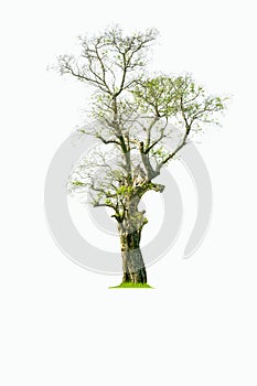 Tree isolated on white background.Tropical trees isolated used for design.
