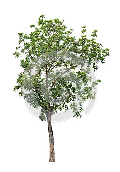 Tree isolated on white background for use in architectural design or more