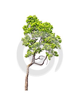 Tree isolated on whited background