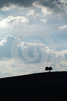 Tree on the italian hills