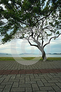 Tree and its beauty in an open space