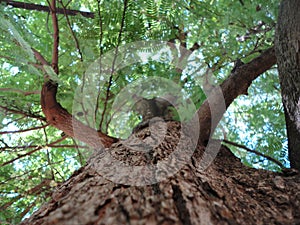 The tree and its natural skin