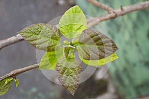 Tree with its newly flowered leaves