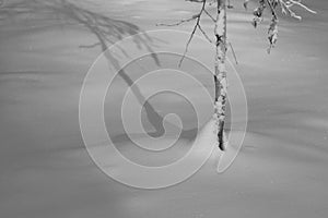 Tree and its Shadow in Fresh Snow (monochrome)